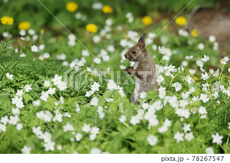 花畑とリス 花畑とリス 78267547