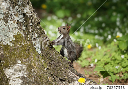 花畑とリス 花畑とリス 78267558