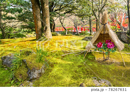 島根県松江市　由志園のピンクの寒牡丹 78267631