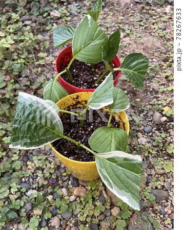 紫陽花の挿し木 紫陽花の挿し木 78267633