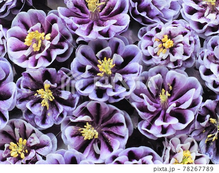 西洋オダマキブラックベリーのお花を並べてクローズアップの写真素材 7677
