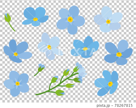 藍色勿忘我花 78267815