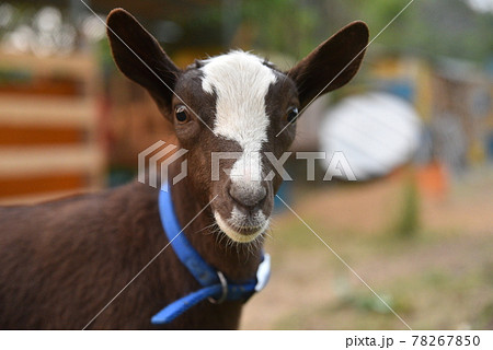 子ヤギの顔の写真素材 子ヤギの顔の写真素材
