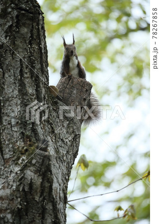 エゾリスの森 78267858