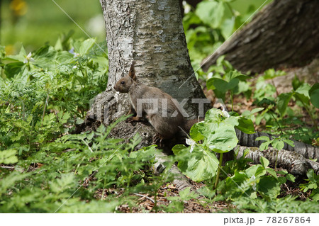 エゾリスの森 エゾリスの森 78267864