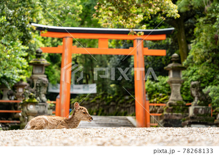 【奈良県】　春日大社　奈良公園　 78268133
