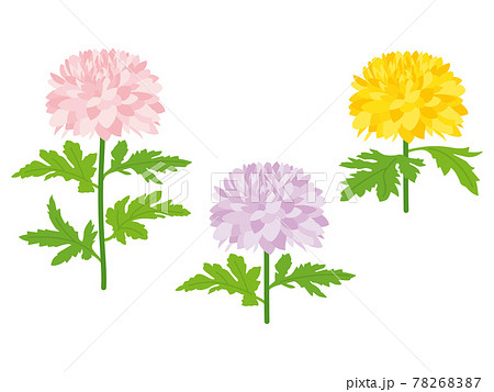 菊の花 78268387