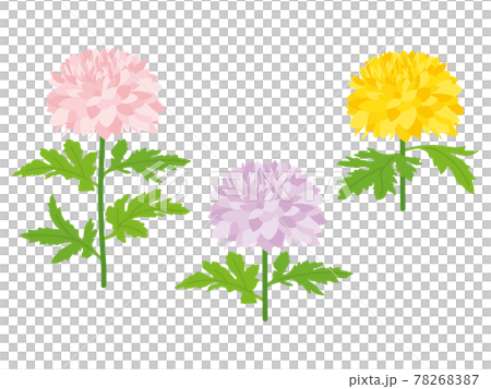 菊の花 78268387