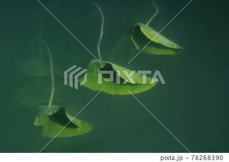 Green in green. Leaves of water lilies. 78268390