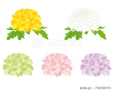 カラフルな菊の花のイラスト素材 7691