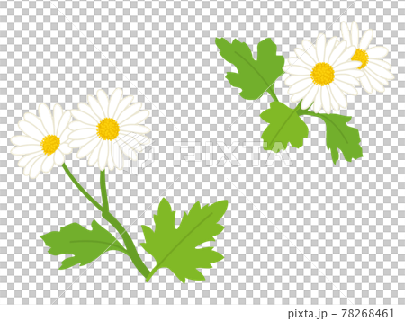 白色の野路菊の花 78268461