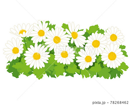 White Noji Chrysanthemum Flower Stock Illustration