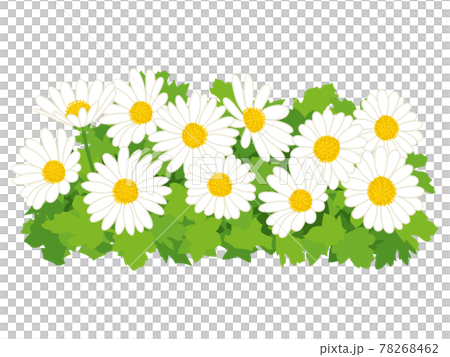 白色の野路菊の花 78268462