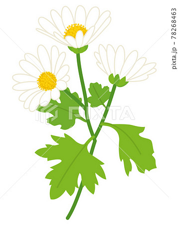 白色の野路菊の花 78268463