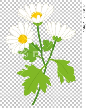 白色の野路菊の花 78268463