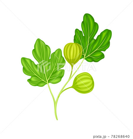 Branch with Hanging Unripe Common Fig or Ficus Plant Syconium Fruit Vector Illustration 78268640