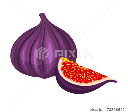 Mature Common Fig or Ficus Plant Syconium Fruit with Numerous Seeds and Purple Skin Vector Illustration Mature Common Fig or Ficus Plant Syconium Fruit with Numerous Seeds and Purple Skin Vector Illustration 78268642