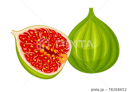 Unripe Common Fig or Ficus Plant Syconium Fruit with Numerous Seeds Vector Illustration 78268652