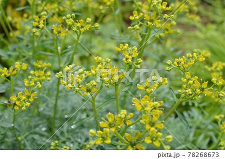 黄色いハーブ ルーの花の写真素材