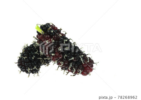 Mulberry berry isolated on the white background. Mulberry berry isolated on the white background. 78268962