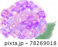 ピンクと紫のあじさいの花　 78269018