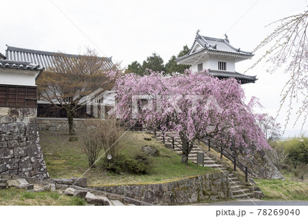 岩村城　山麓に復元された太鼓櫓と満開の枝垂れ桜 78269040