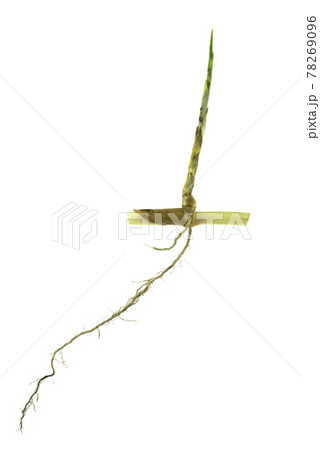 grass root , grass plant with root system isolated on the white background. grass root , grass plant with root system isolated on the white background. 78269096