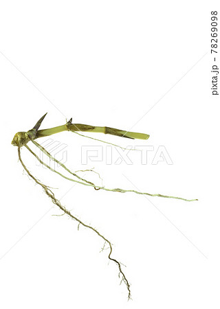 grass root , grass plant with root system isolated on the white background. 78269098