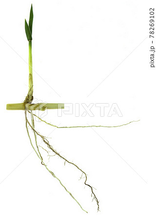 grass root , grass plant with root system isolated on the white background. 78269102