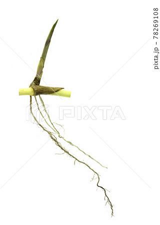 grass root , grass plant with root system isolated on the white background. grass root , grass plant with root system isolated on the white background. 78269108