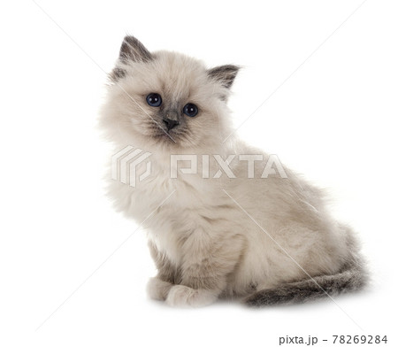 birman kitten  in studio 78269284