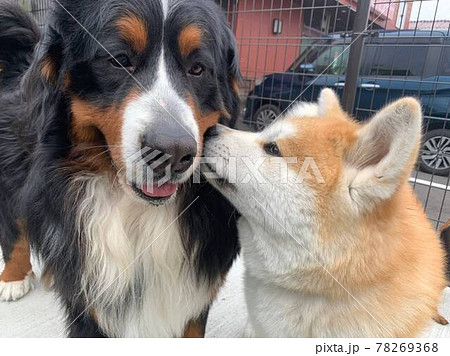 バーニーズマウンテンドックと秋田犬の子犬がキスの写真素材