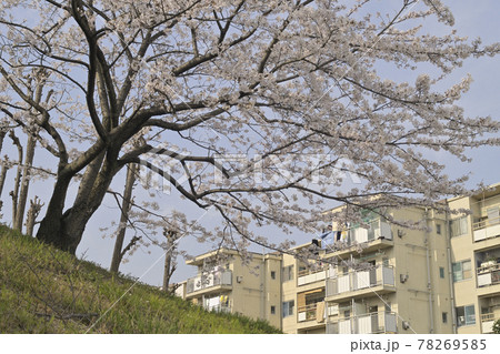 千里ニュータウン新千里東町(大阪府豊中市)の府営新千里東住宅 千里ニュータウン新千里東町(大阪府豊中市)の府営新千里東住宅 78269585