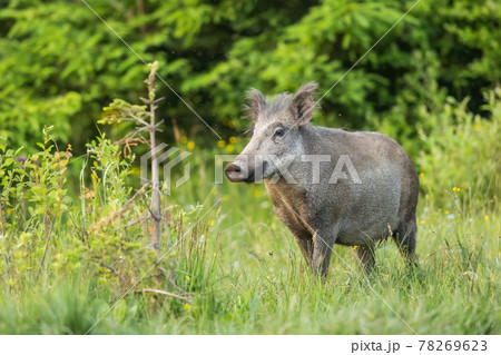 Wild boar sniffing with its snout on a green meadow with green grass Wild boar sniffing with its snout on a green meadow with green grass 78269623