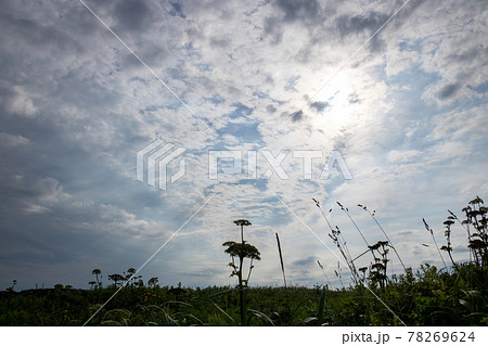 逆光の野の花 逆光の野の花 78269624