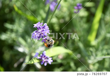 ラベンダーの花から吸蜜する蜜蜂 ラベンダーの花から吸蜜する蜜蜂 78269707