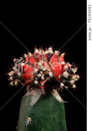 grafting hybrid gymnocalycium cactus with studio lighting grafting hybrid gymnocalycium cactus with studio lighting 78269985