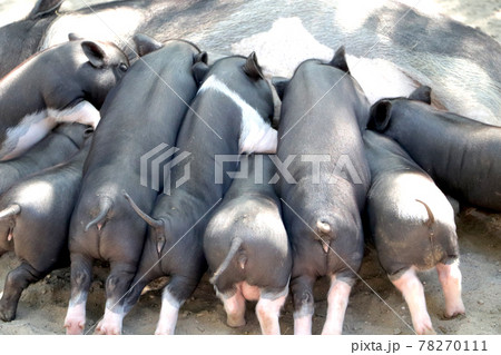 Small piglet drinking milk from breast in the zoo 78270111