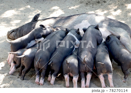 Small piglet drinking milk from breast in the zoo 78270114