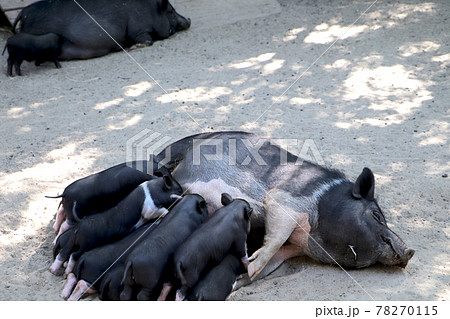 Small piglet drinking milk from breast in the zoo 78270115