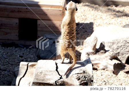 Meerkat family member (Suncata suncatta) on guard 78270116