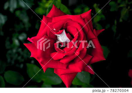 バラ 花 花びら 78270304