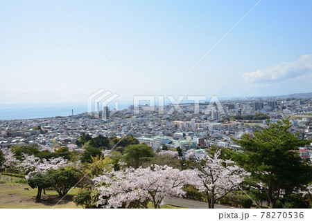 かみね公園の桜を見に行きました　　＃10 78270536