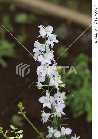 春の公園に咲くチドリソウの薄紫色の花 春の公園に咲くチドリソウの薄紫色の花 78270557