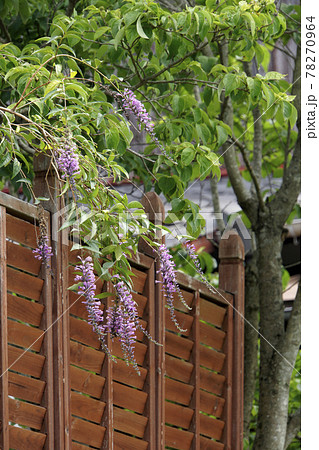 垂れ下がる紫色の花のフジウツギの木の写真素材