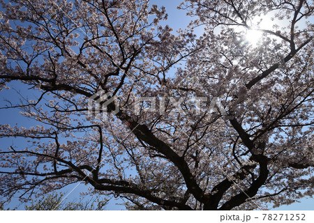 かみね公園の桜を見に行きました #22 かみね公園の桜を見に行きました #22 78271252