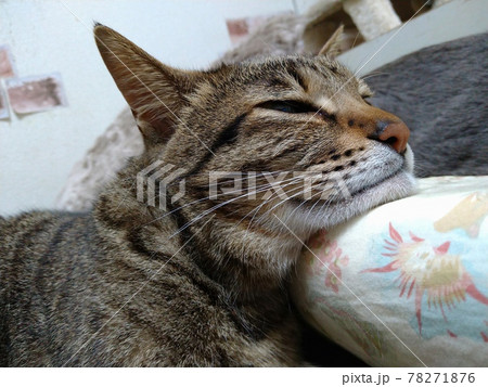 キジトラ猫 キジトラ猫 78271876