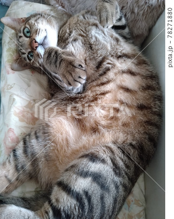 きじとら キジトラ猫の写真素材 [78271880] - PIXTA
