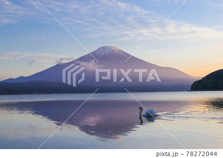 山中湖　富士山と白鳥 78272044