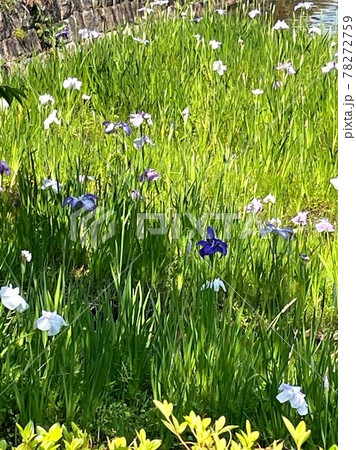 長岡天満宮の菖蒲 長岡天満宮の菖蒲 78272759